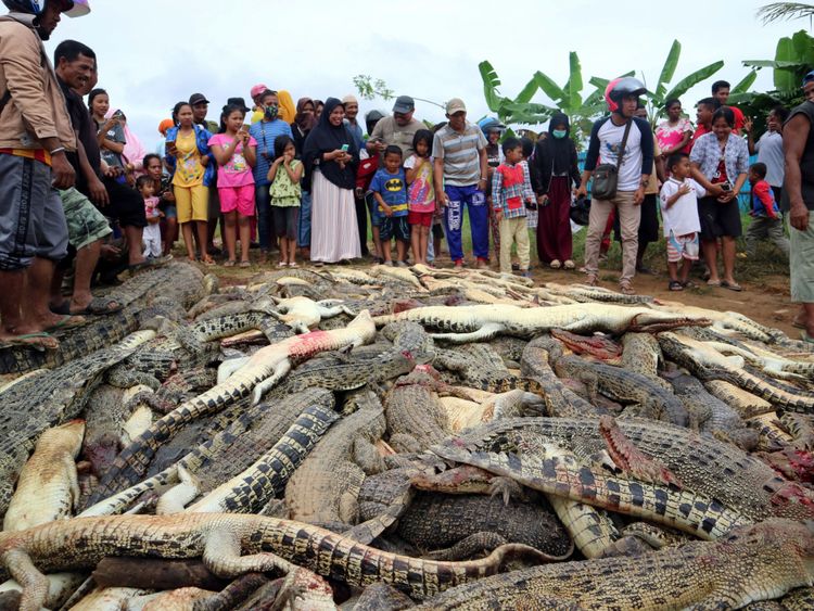 Près de 300 crocodiles ont été tués par des habitants en colère suite à la mort d'un homme 