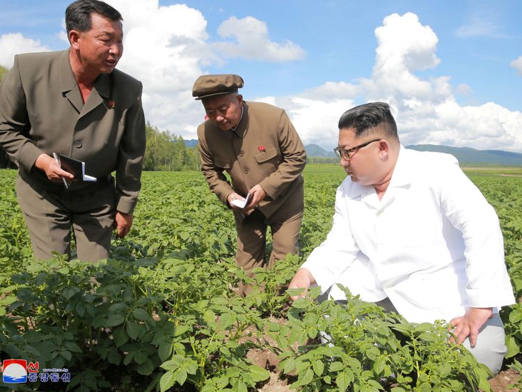 Kim Jong Un s'agenouille sur le sol pour inspecter les plants de pommes de terre dans le comté de Samjiyon à la frontière chinoise
