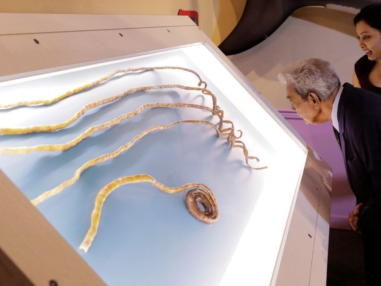 Les ongles sont présentés au Ripley's Believe It or Not! musée à New York.