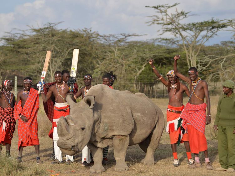 Les guerriers Maasai posent avec le Soudan, le seul mâle des trois dernières sous-espèces de rhinocéros blancs de la planète