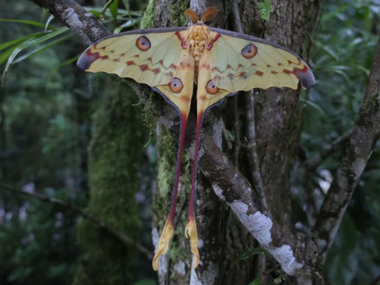 

Mâle lunaire malgache (Argema mittrei) capturé au Centre ValBio à Ranomafana, Madagascar. Cette espèce est du même genre que les mites lunaires utilisées dans cette étude. Crédit: Le Barber Lab de l'Université d'État de Boise