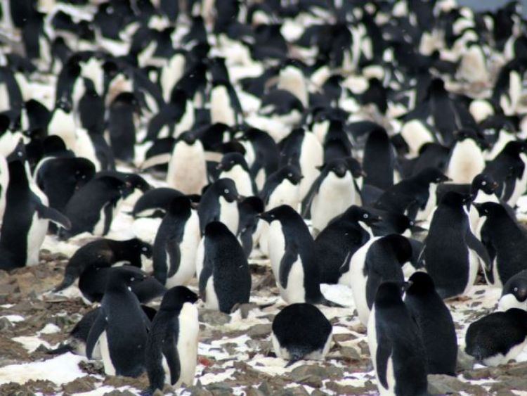 Expédition des îles du danger Image (9): "Nichons des manchots Adélie, îles du danger, Antarctique" Pic: Michael Polito, © Université d'État de Louisiane