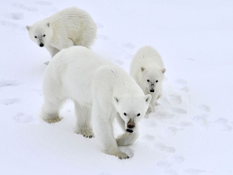 Les ours polaires pourraient faire face à l'extinction, les chercheurs disent