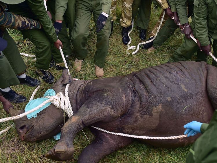 Un des rhinocéros est sous sédation avant le voyage