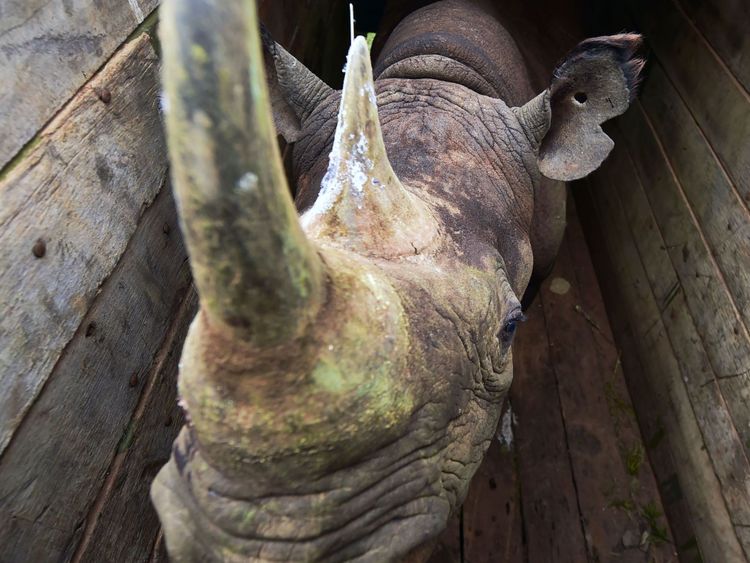 Un des rhinocéros noirs mâles dans une caisse