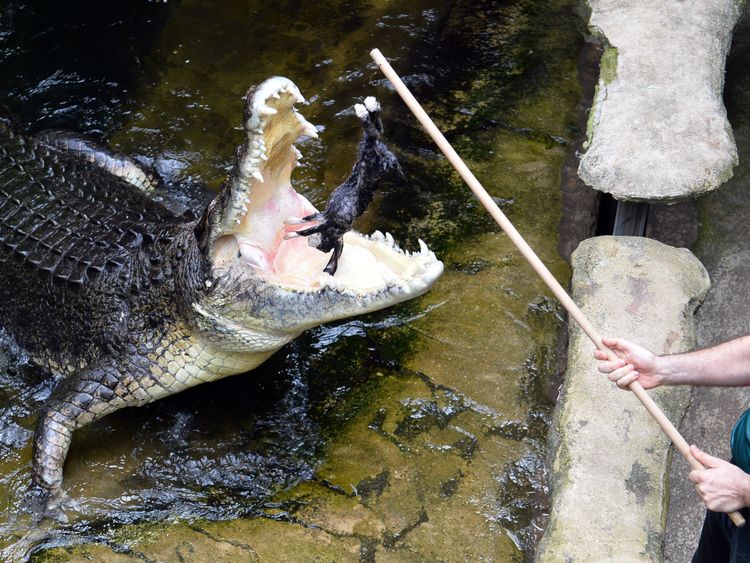 Le crocodile d'eau salée est le plus grand de tous les reptiles vivants