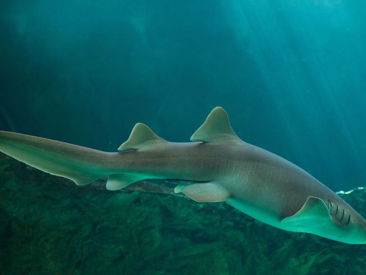 La créature a de fortes mâchoires