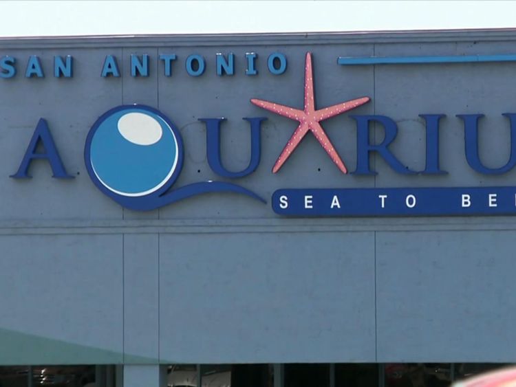 Le requin a été volé à l'Aquarium de San Antonio
