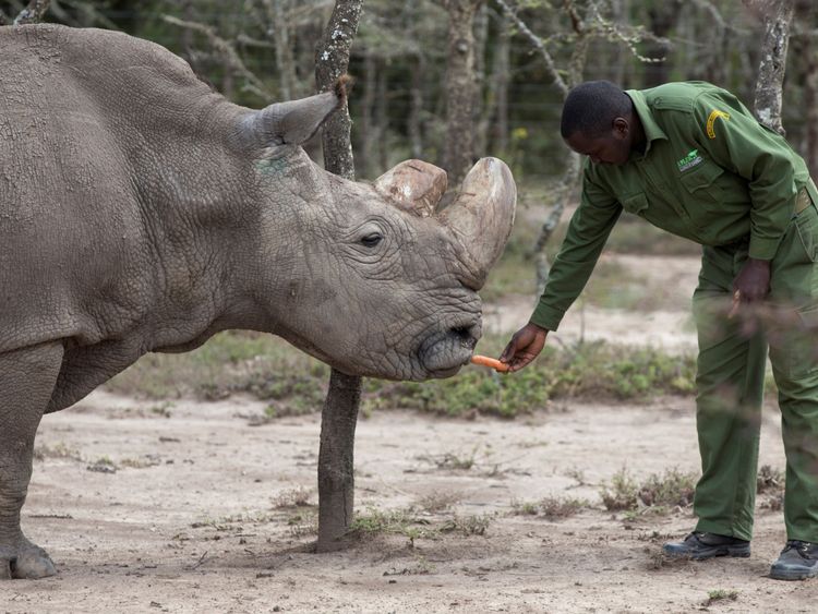 Le rhinocéros, appelé «Soudan», souffrait de complications liées à l'âge. Image du fichier