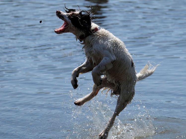 Un chien joue pendant une période de chaleur à Bala Lake, au Pays de Galles le 1er juillet 2018. Reuters / Andrew Yates