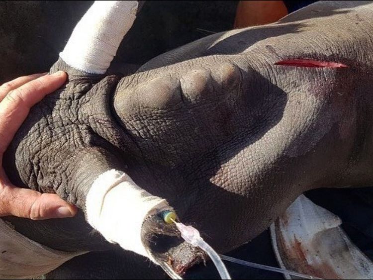 Les braconniers ont coupé Arthur avec une machette. Pic: Soin de la nature