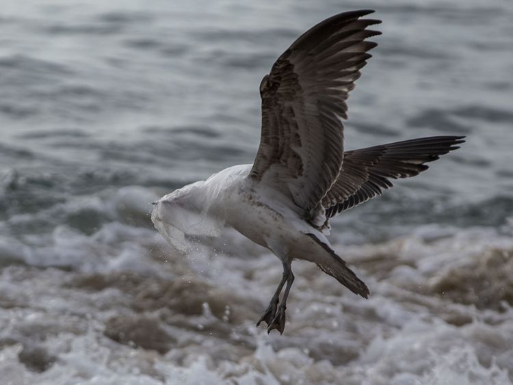 Une mouette a du mal à s'envoler couverte par un sac en plastique à la plage de Caleta Portales à Valparaiso, au Chili