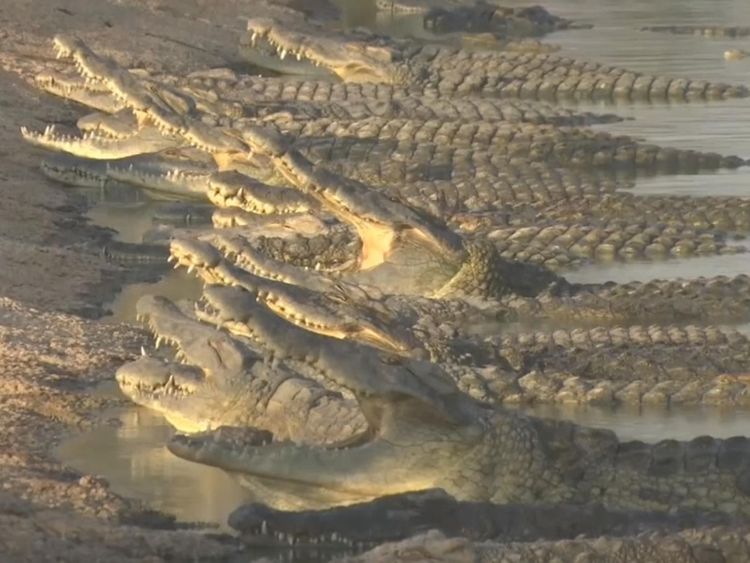 Il y a des centaines de crocodiles dans la vallée