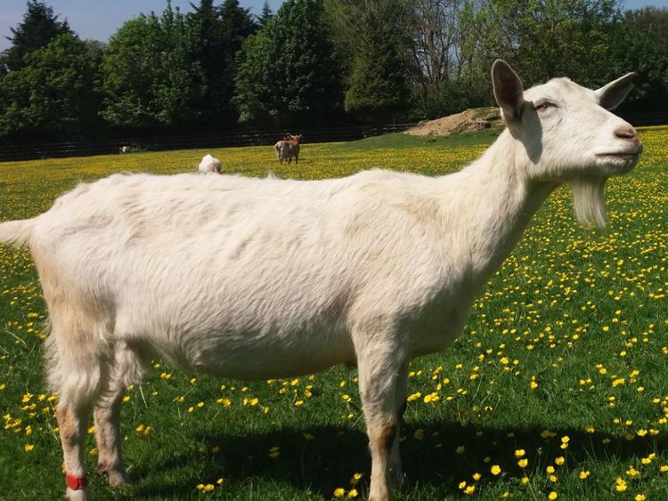 Chèvres au Sanctuaire des boutons d'or - Crédit Christian Nawroth

