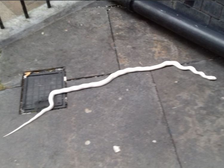 Un serpent albinos de 6 pieds a été retrouvé dans une rue de Newcastle et remis à la police. Pic: Police de Northumbria