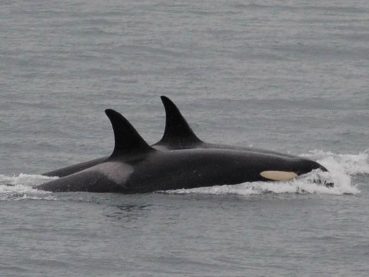   Orca, connu sous le nom de J35, vu au premier plan, nage avec d’autres orques. Pic: Centre de recherche sur les baleines