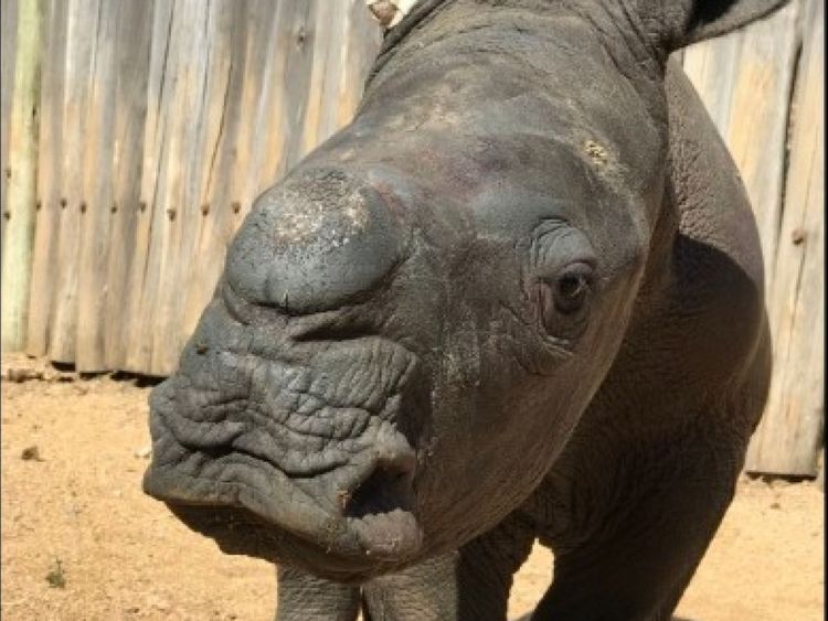 Arthur se remet du sanctuaire de rhinocéros Care for Wild en Afrique du Sud. Pic: Soin de la nature