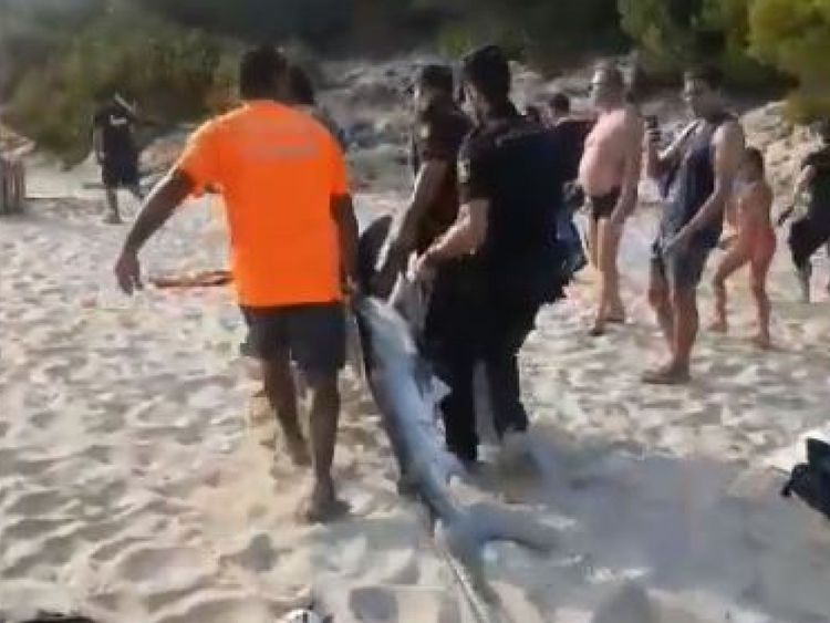 Le requin a été sauvé par la police, les sauveteurs et les biologistes, mais il est mort. Pic: Salvament Aquàtic Illes Balears