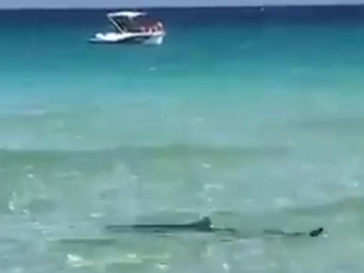 Le requin a été filmé par les sauveteurs locaux