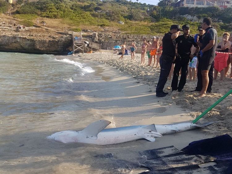 La police a évacué la plage en essayant de ramener le requin au large avant de le hisser sur la plage. Pic: Salvament Aquàtic Illes Balears