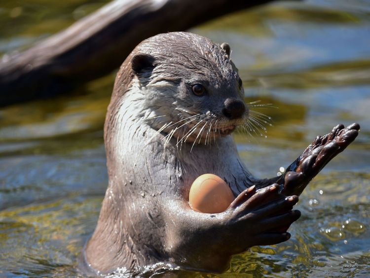 Une loutre à surface lisse joue dans une piscine pour se rafraîchir au zoo de La Flèche, dans le nord-ouest de la France

