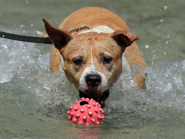 Un chien saute pour une balle dans une fontaine publique à Vienne, en Autriche