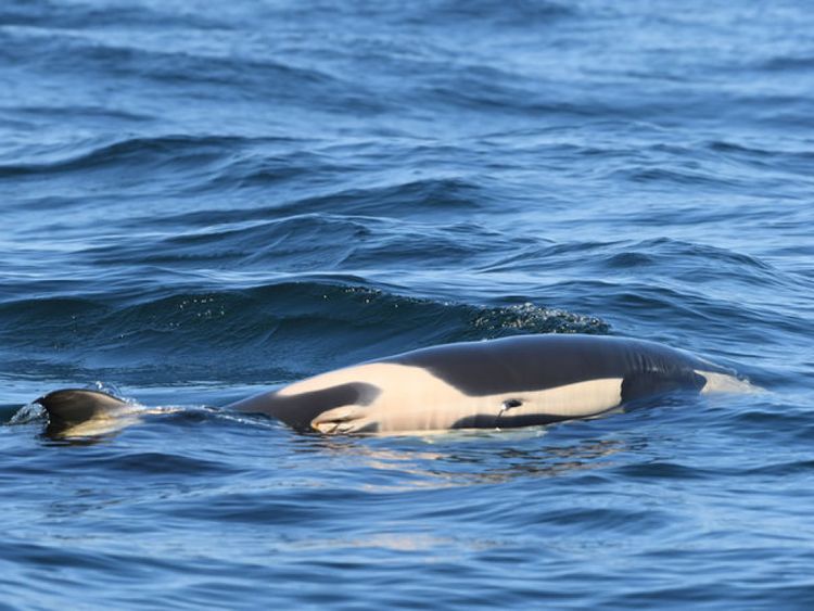L'animal est mort peu de temps après sa naissance. Pic: Dave Ellifrit, Centre de recherche sur les baleines