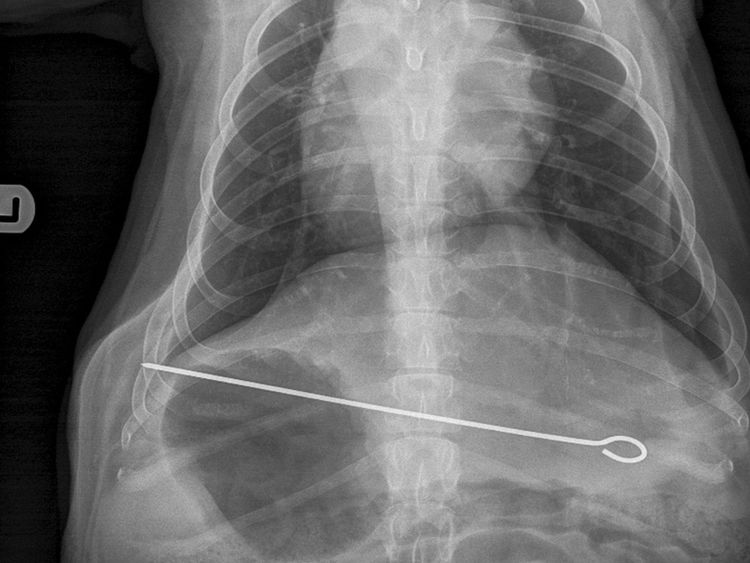   Radiographie d'un chien de Sharpei appelé Hoshi qui a avalé une brochette de métal de huit pouces 