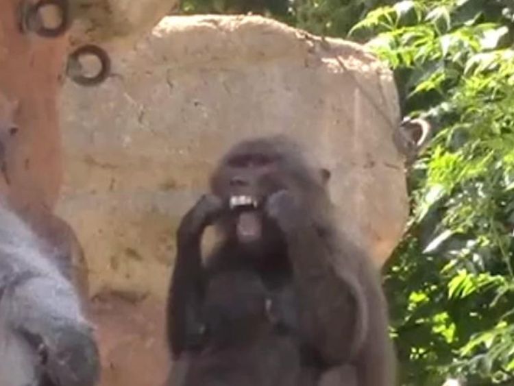Un jeune babouin est vu passer la soie dentaire. Pic: Charlotte Morgan