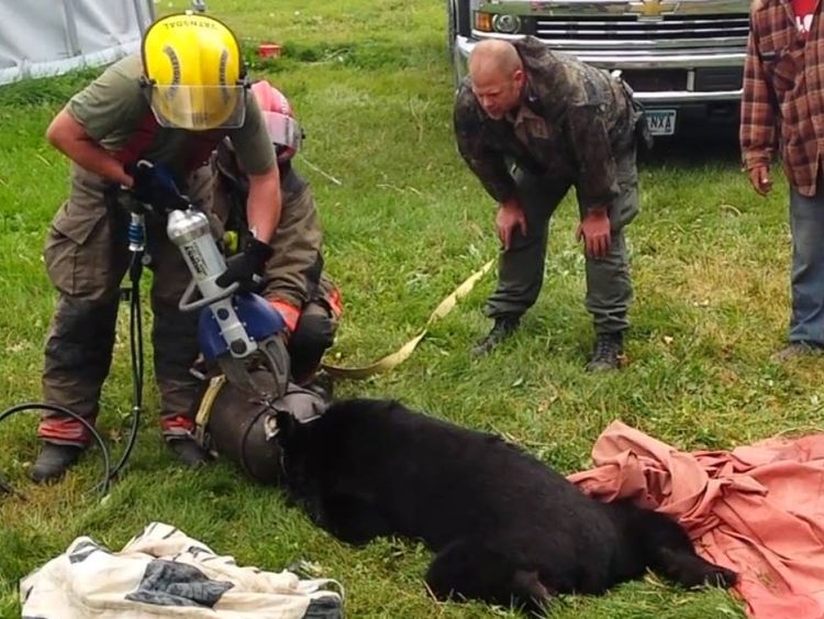Il a fallu quelques heures pour libérer l'ours. Pic: Département des ressources naturelles du Minnesota