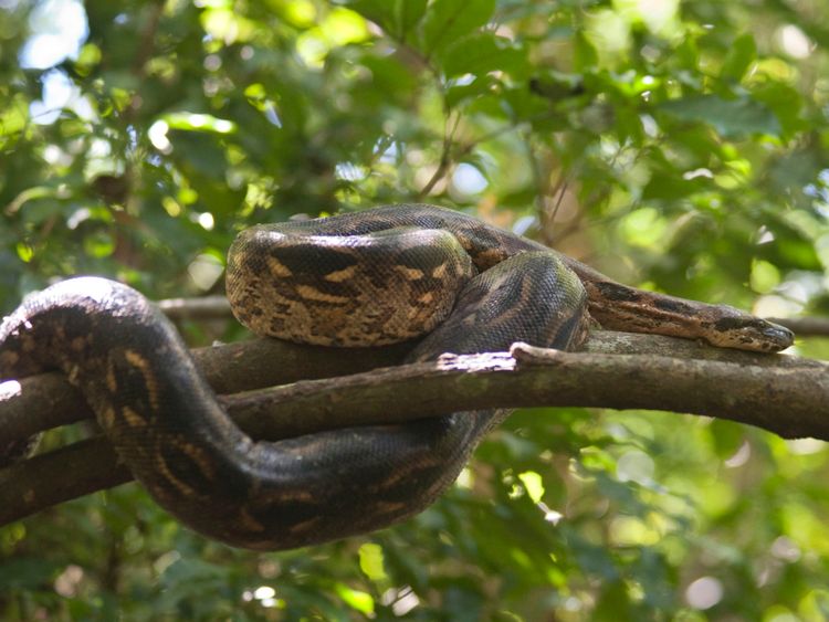 Le serpent peut être caché dans des branches d'arbres