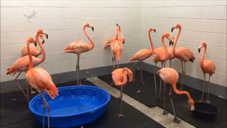 Les flamants roses ont déménagé en prévision de l’ouragan Florence.