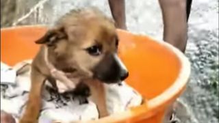 Un chiot sauvé d'une habitation inondée au Kerala "srcset =" https://e3.365dm.com/18/08/320x180/skynews-kerala-puppy-floods_4396921.jpg?20180821183701 320w, https://e3.365dm.com/ 18/08 / 640x380 / skynews-kerala-puppy-floods_4396921.jpg? 20180821183701 640w, https://e3.365dm.com/18/08/736x414/skynews-kerala-puppy-floods_4396921.jpg?20180821183701 736w, https: //e3.365dm.com/18/08/992x558/skynews-kerala-puppy-floods_4396921.jpg?20180821183701 992w, https://e3.365dm.com/18/08/1096x616/skynews-kerala-puppy-floods_4396921 .jpg? 20180821183701 1096w, https://e3.365dm.com/18/08/1600x900/skynews-kerala-puppy-floods_4396921.jpg?20180821183701 1600w, https://e3.365dm.com/18/08/1920x1080 /skynews-kerala-puppy-floods_4396921.jpg?20180821183701 1920w, https://e3.365dm.com/18/08/2048x1152/skynews-kerala-puppy-floods_4396921.jpg?20180821183701 2048w "size =" (min-width : 900px) 992px, 100vw
