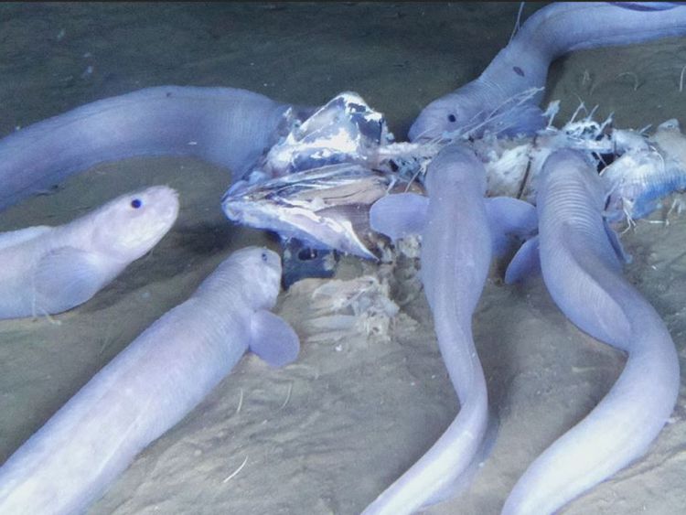 Une expédition de l'océan Pacifique a découvert trois nouvelles espèces de Snailfish qui vivent dans l'un des endroits les plus profonds de la planète.