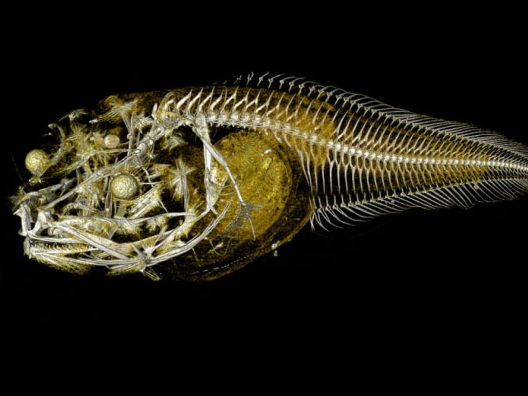 Des scientifiques de Newcastle Uni ont découvert des poissons "semblables à de la gelée" vivant à près de 8 000 mètres sous la surface de l'océan