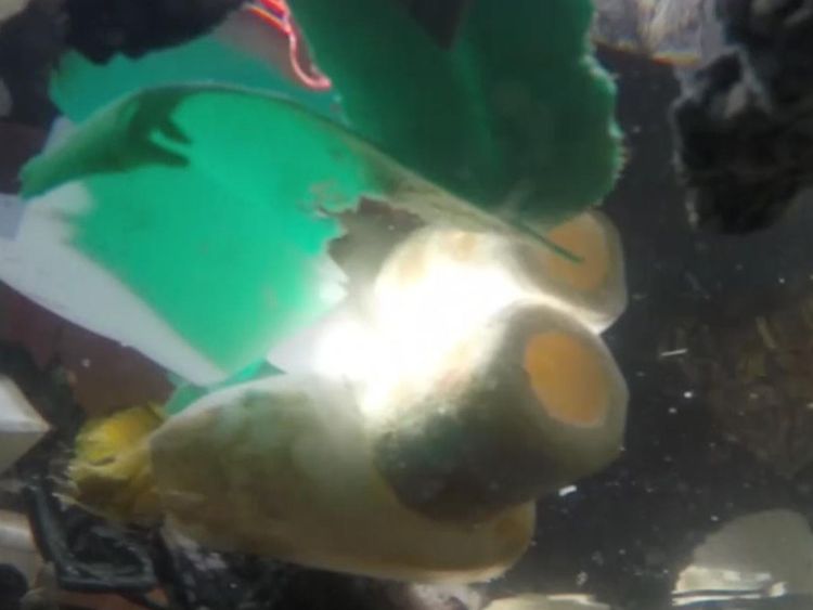 Pollution dans l'océan Pacifique au large des côtes américaines
