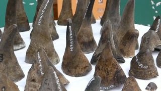 Des cornes de cornes de contrebande saisies en Malaisie "srcset =" https://e3.365dm.com/18/08/320x180/skynews-rhino-horns-kuala-lumpur_4396026.jpg?20180820194831 320w, https: // e3. 365dm.com/18/08/640x380/skynews-rhino-horns-kuala-lumpur_4396026.jpg?20180820194831 640w, https://e3.365dm.com/18/08/736x414/skynews-rhino-horns-kuala-lumpur_4396026 .jpg? 20180820194831 736w, https://e3.365dm.com/18/08/992x558/skynews-rhino-horns-kuala-lumpur_4396026.jpg?20180820194831 992w, https://e3.365dm.com/18/08 /1096x616/skynews-rhino-horns-kuala-lumpur_4396026.jpg?20180820194831 1096w, https://e3.365dm.com/18/08/1600x900/skynews-rhino-horns-kuala-lumpur_4396026.jpg?20180820194831 1600w, https : //e3.365dm.com/18/08/1920x1080/skynews-rhino-horns-kuala-lumpur_4396026.jpg? 20180820194831 1920w, https://e3.365dm.com/18/08/2048x1152/skynews-rhino- horns-kuala-lumpur_4396026.jpg? 20180820194831 2048w "tailles =" (min-width: 900px) 992px, 100vw