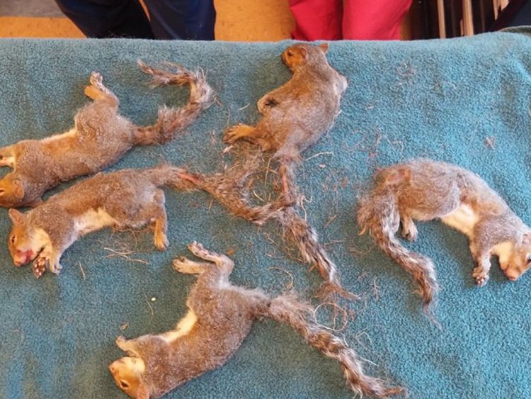 Sauvé! Les écureuils après avoir été libérés les uns des autres. Pic: Wisconsin Humane Society