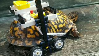 Tortue blessée récupère dans un fauteuil sur mesure Lego