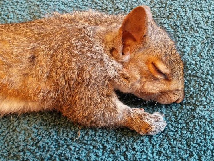 Un des écureuils sous anesthésie. Pic: Wisconsin Humane Society 