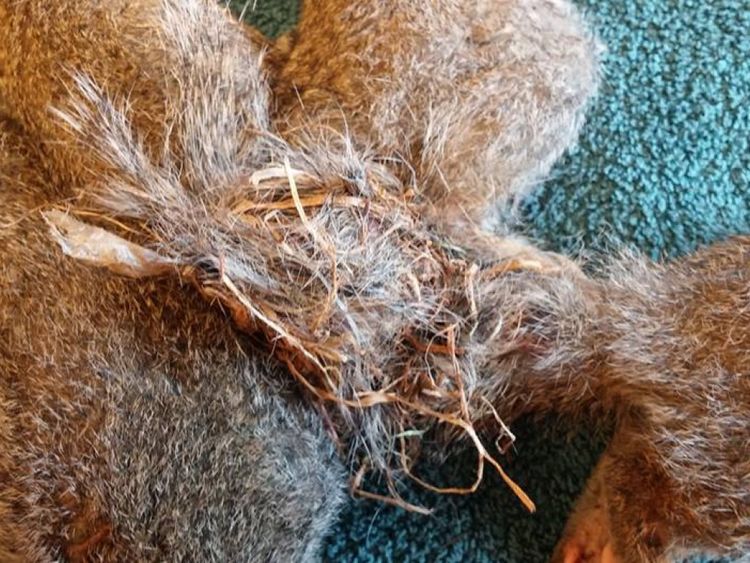 Les Gordian Knot & # 39; de queues. Pic: Wisconsin Humane Society
