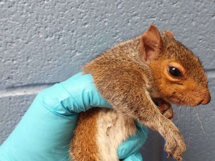 Les écureuils se sont bien remis de l'anesthésie. Pic: Wisconsin Humane Society