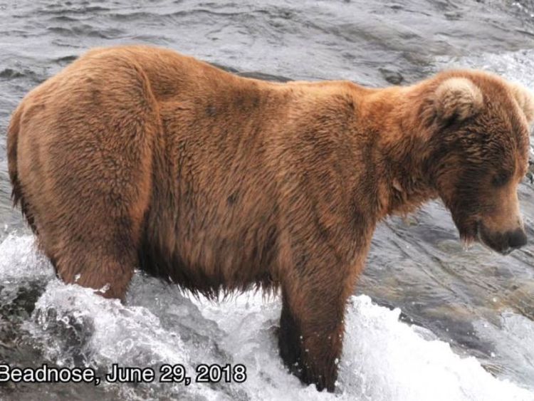 409 Beadnose photographiée à la fin du mois de juin, avant qu'elle ne commence à prendre du poids pour l'hibernation. Pic: Parc national et réserve de Katmai