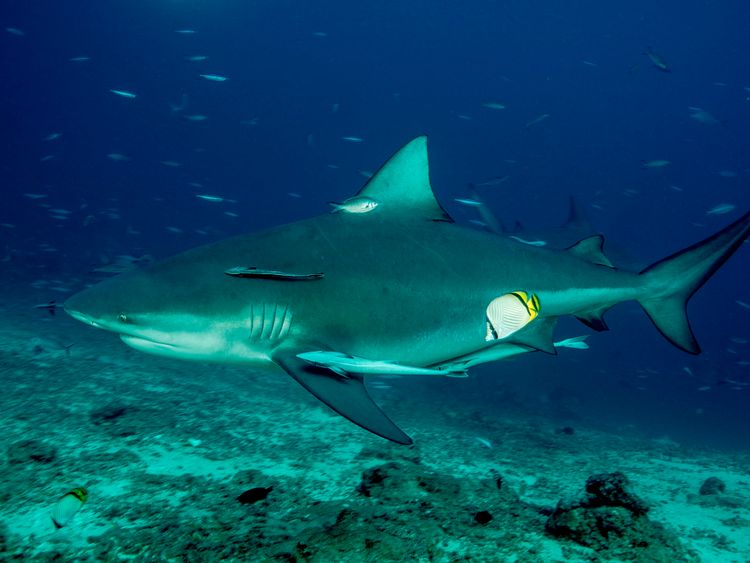 Les requins taureaux peuvent atteindre jusqu'à 2,4 mètres de long. Image de fichier