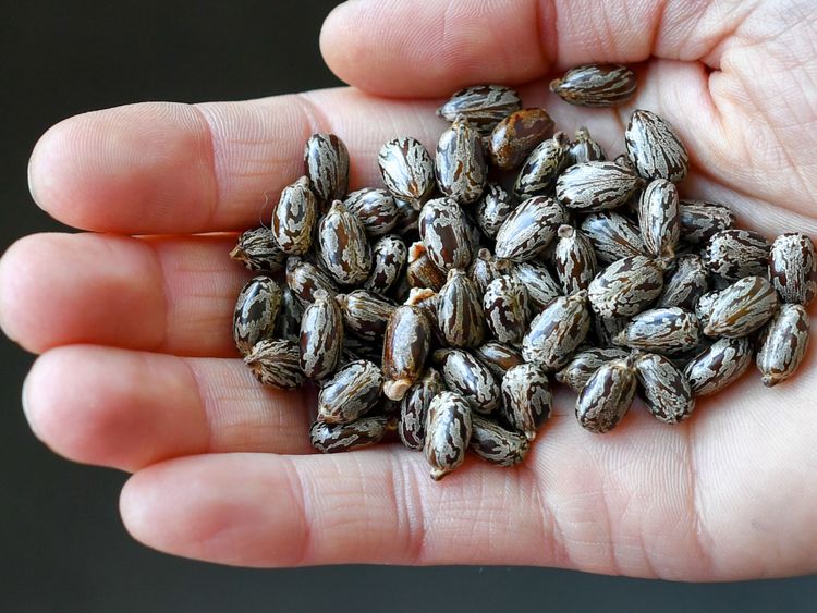 Une personne détient des graines de l’huile de ricin contenant le ricin, un poison mortel