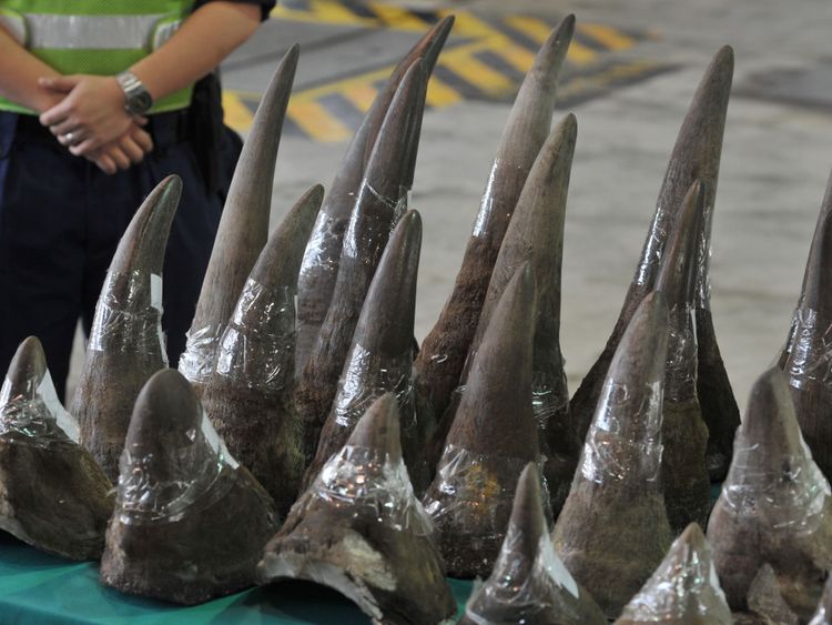 Ces cornes de rhinocéros ont été saisies à Hong Kong