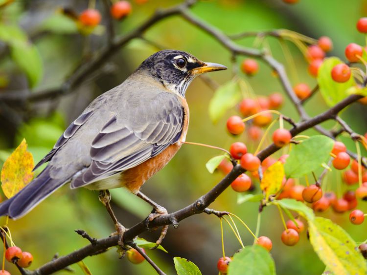 On dit que les oiseaux sont "confus". Image de fichier