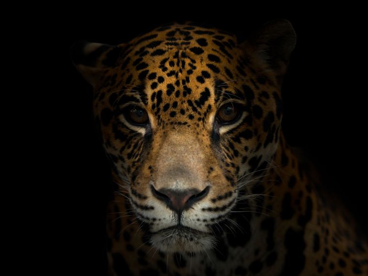 Le jaguar est l'une des espèces menacées en Amérique latine