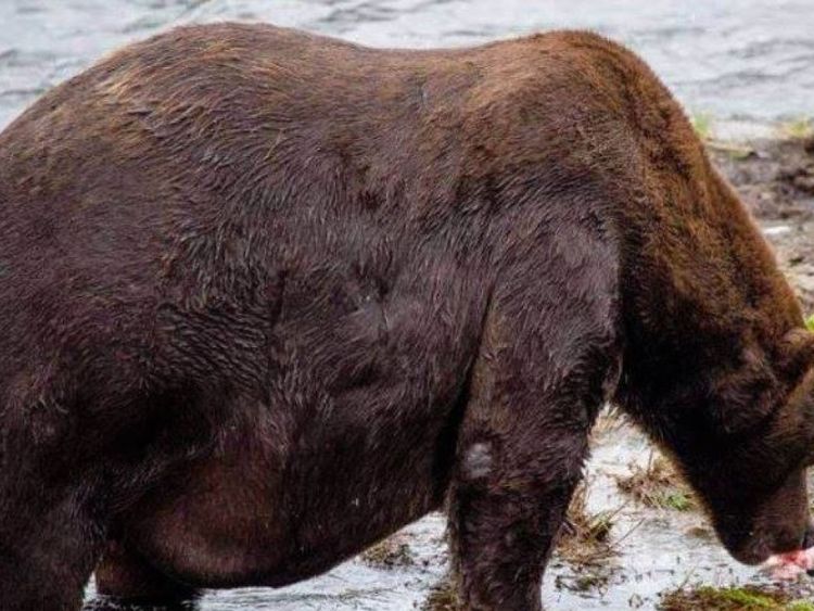 747 ont terminé deuxièmes du concours annuel de la Semaine de la graisse. Pic: Parc national et réserve de Katmai