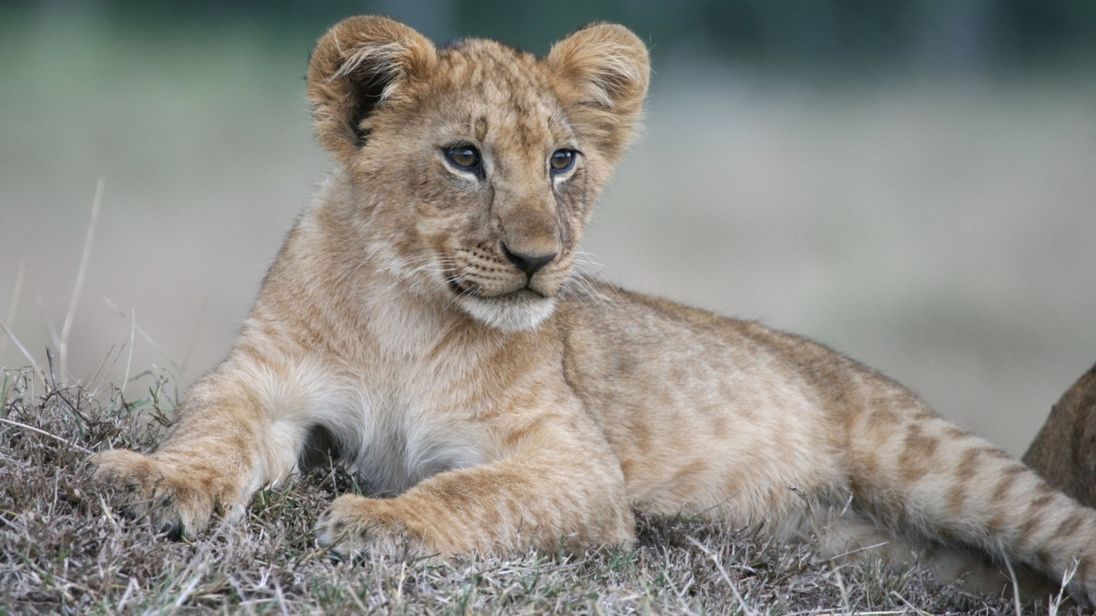 Un lionceau